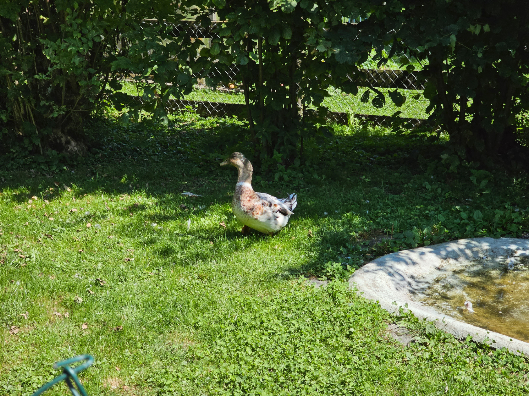 Ente am Teich im Garten