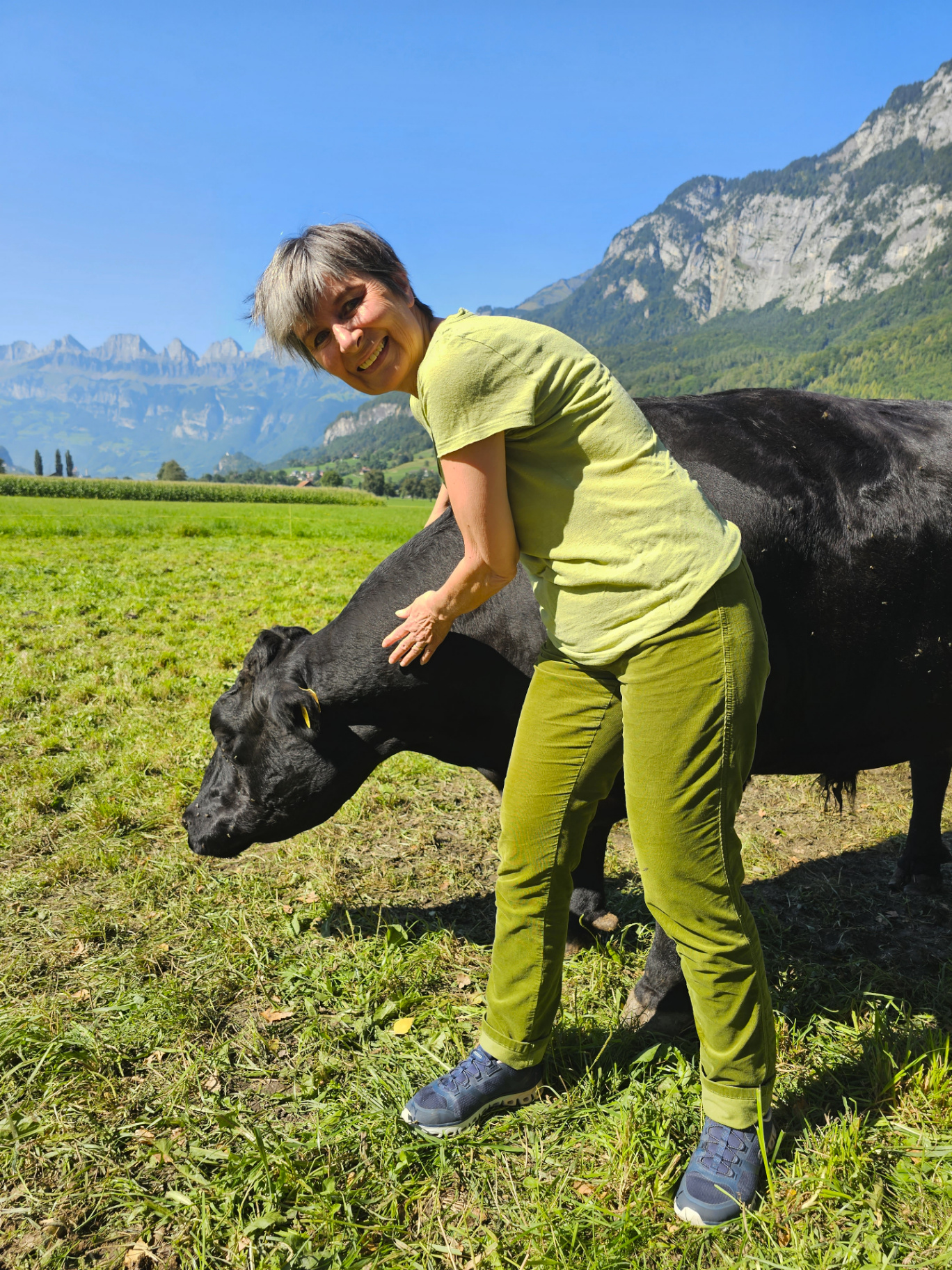 Junges Kalb, das direkt in die Kamera blickt