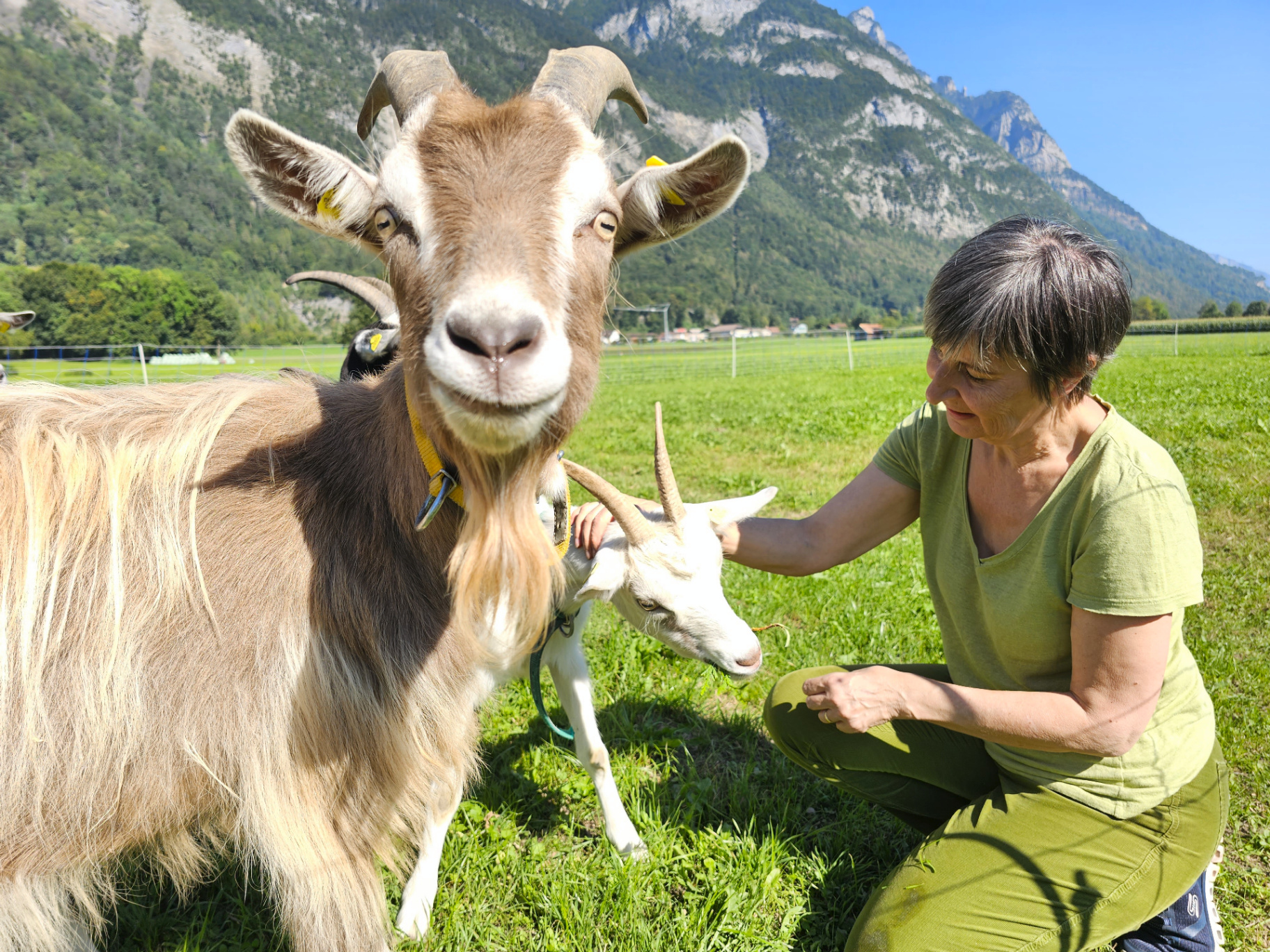 Ziege blickt frech in die Kamera, Andrea Beck im Hintergrund